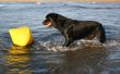 rottweiler in sea