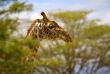 A Giraffe In Africa