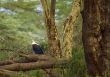 Fish Eagle