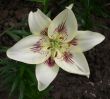 White lily