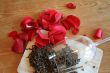 Carnation and red rose