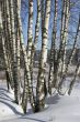 Birches in winter