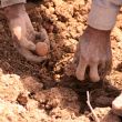 potato harvest in peru