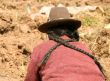 potato harvest in peru