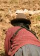 potato farmer with plaited hair in peru