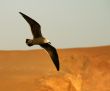 sea gull