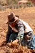 potato harvest in peru