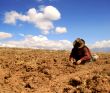 potato harvest in peru