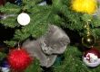 The kitten plays on a New Year tree