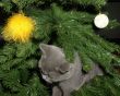 The christmas kitten