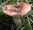 Mushroom in a wood