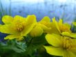 river flowerses
