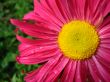 Year flower