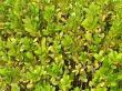 Green plants