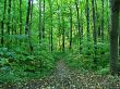 Autumn forest