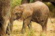 Baby Elephant