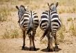 Cheeky Zebras