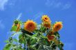 Big sunflowers