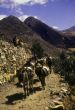 Climbers passing pack burros