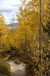 Autumn, trail through golden aspens