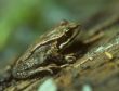 Small tree frog