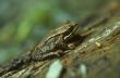 Small tree frog