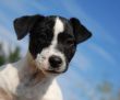 puppy jack russel terrier