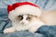 Tired of Christmas