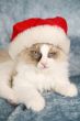 Not amused