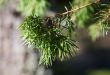 Branch of a juniper