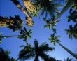 Palms in the sky