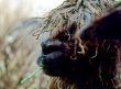 Lama, South America