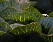White Cabbage