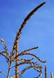 corn plant