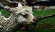 Lama, South America