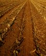 corn field