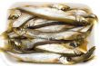 sprat on white