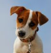 puppy jack russel terrier