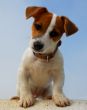 puppy jack russel terrier