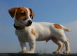 puppy jack russel terrier