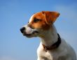 puppy jack russel terrier