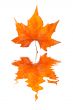 Maple leaf reflected