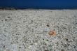 Shell on the beach