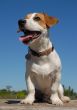 jack russel terrier