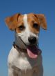 jack russel terrier