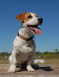 jack russel terrier