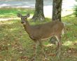 Female Whitetail