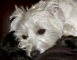 West Highland Terrier Portrait