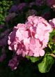 Pink Hydrangea in the Sun