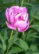 Pink Peony Bud